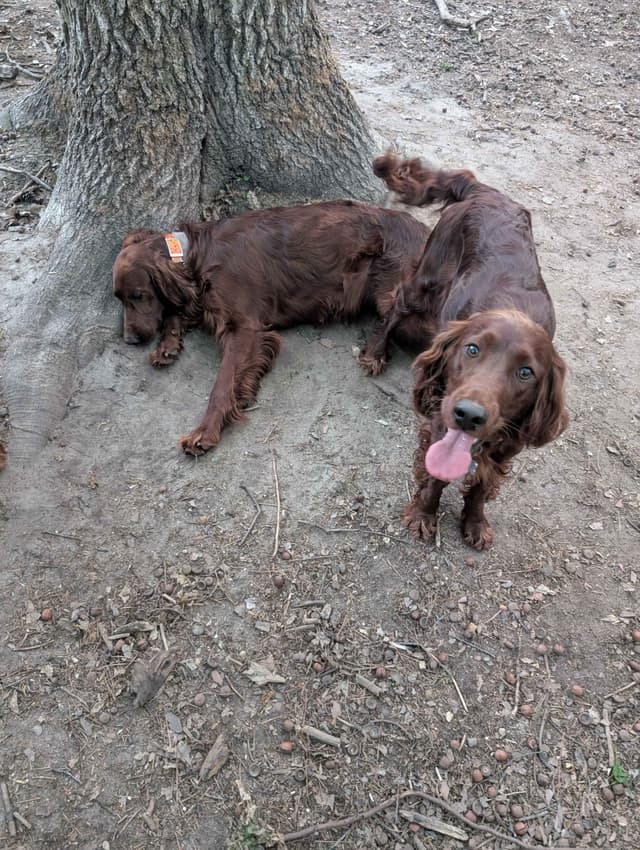 Irish Setter Puppies media 7