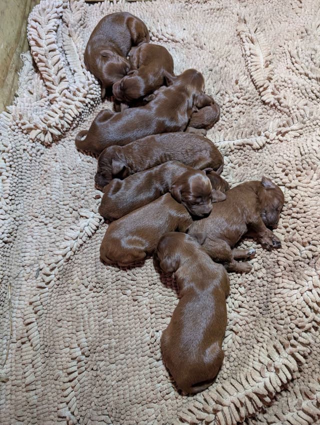 Irish Setter Puppies media 11