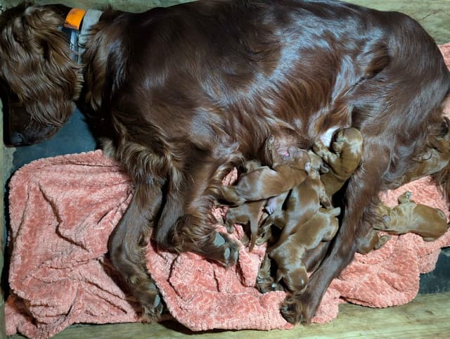 Irish Setter Puppies media 10