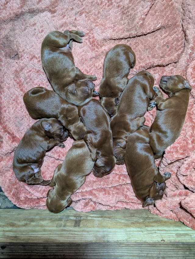 Irish Setter Puppies media 11