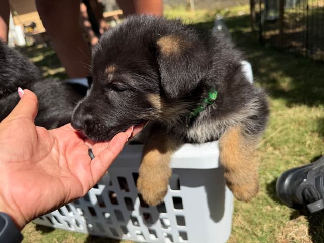 GSD puppies located in Southern California media 2
