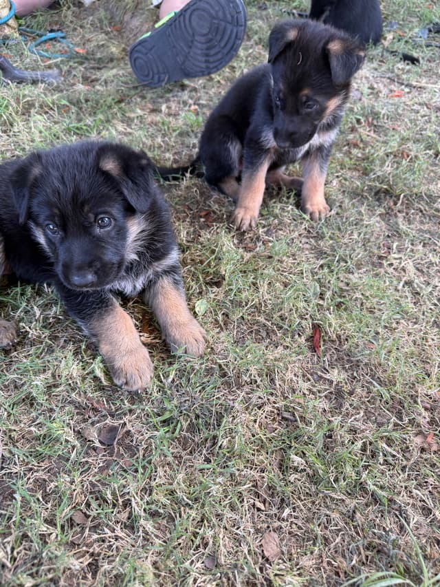 GSD puppies located in Southern California media 4