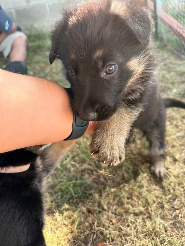 GSD puppies located in Southern California media 5
