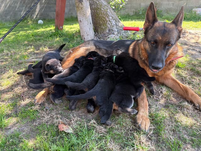 GSD puppies located in Southern California media 6