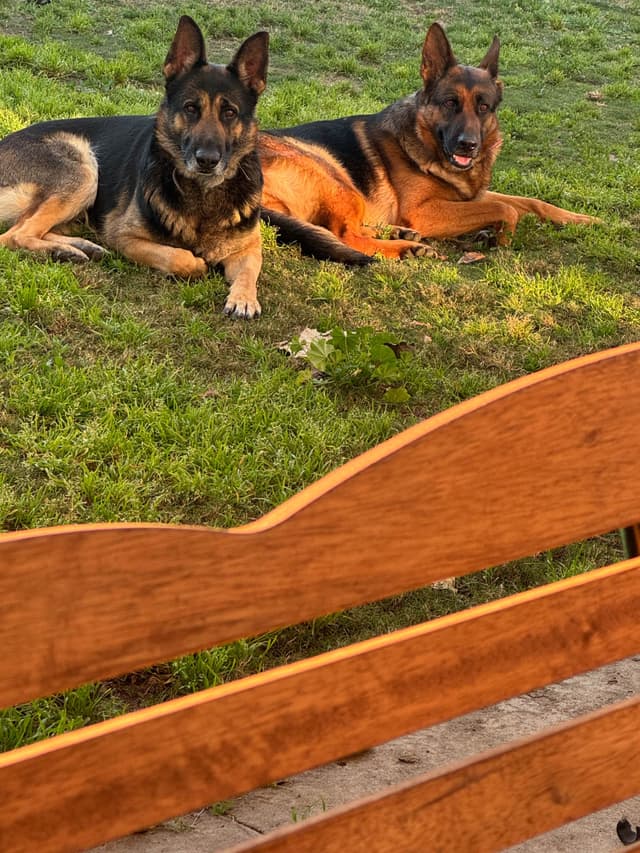 GSD puppies located in Southern California media 7