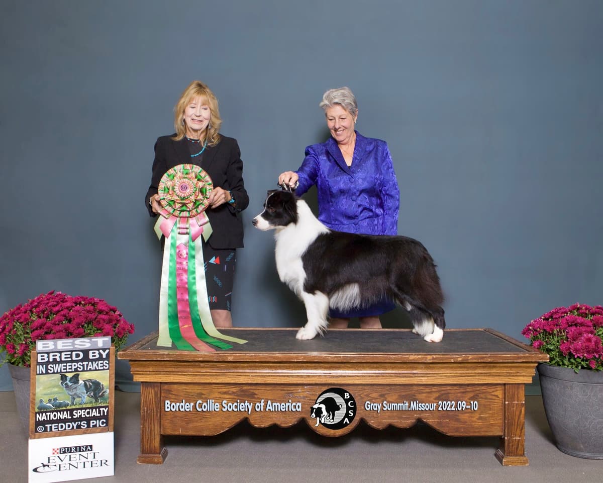 Cedarville Border Collie Puppies breeder image 1