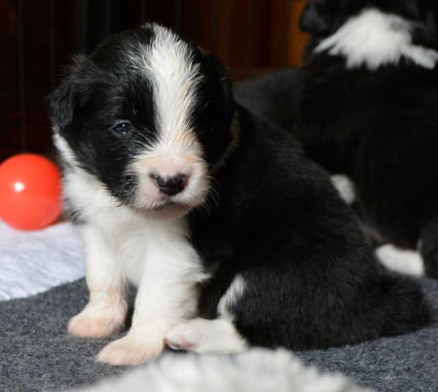 Derby Day Border Collie Puppies media 19