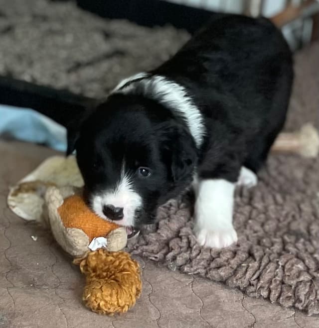 Derby Day Border Collie Puppies media 20