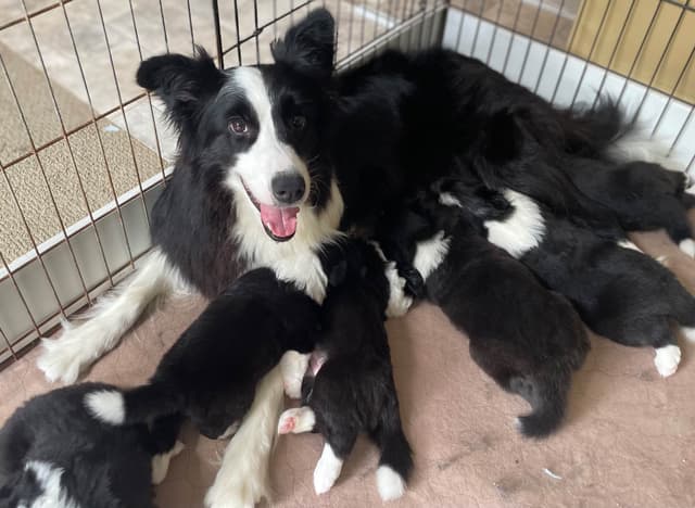Derby Day Border Collie Puppies media 18