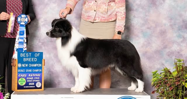 Derby Day Border Collie Puppies media 13