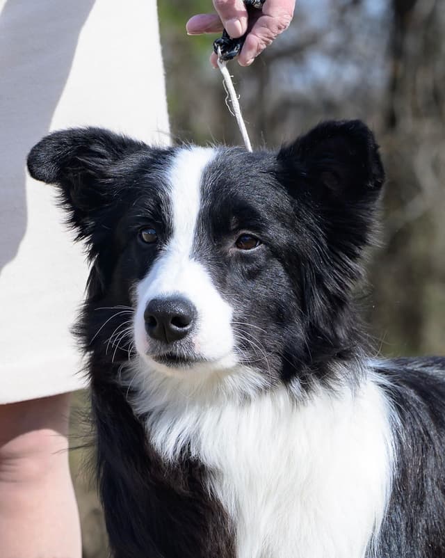 Derby Day Border Collie Puppies media 16