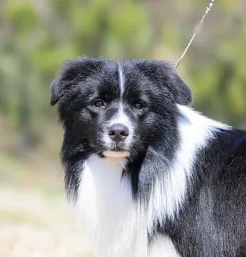 Derby Day Border Collie Puppies media 14