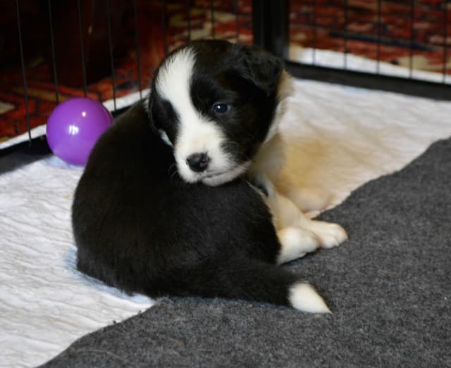 Cedarville Border Collie Puppies media 22