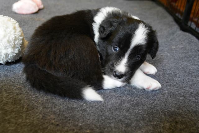Cedarville Border Collie Puppies media 21