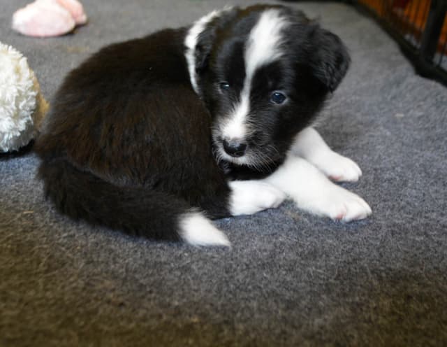 Cedarville Border Collie Puppies media 23