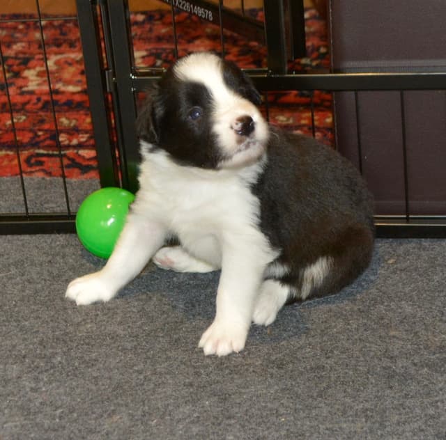 Cedarville Border Collie Puppies media 24