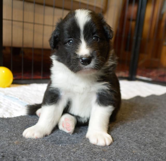 Cedarville Border Collie Puppies media 25