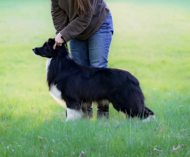 Cedarville Border Collie Puppies media 15