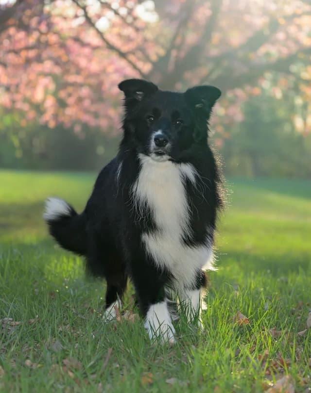 Cedarville Border Collie Puppies media 16