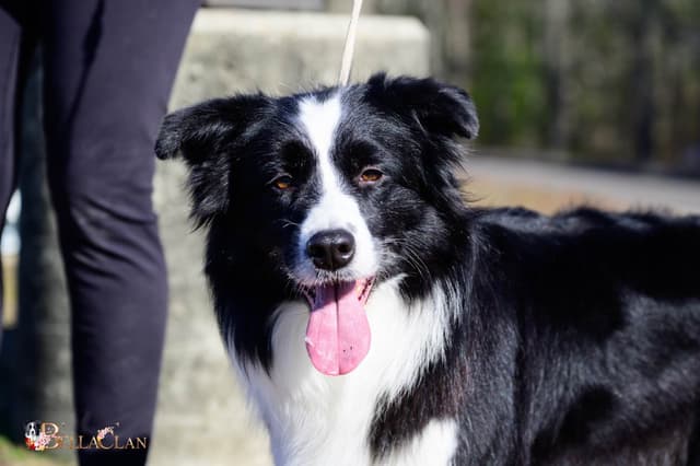 Cedarville Border Collie Puppies media 18