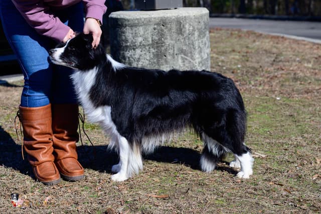 Cedarville Border Collie Puppies media 17