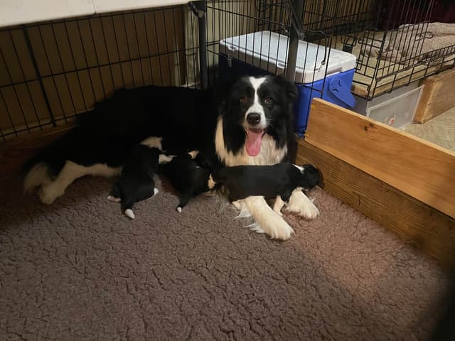Cedarville Border Collie Puppies media 19