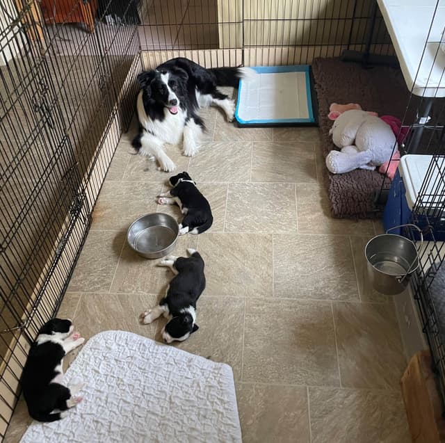 Cedarville Border Collie Puppies media 20