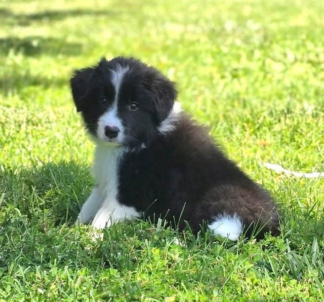 Derby Day Border Collie Puppies media 2