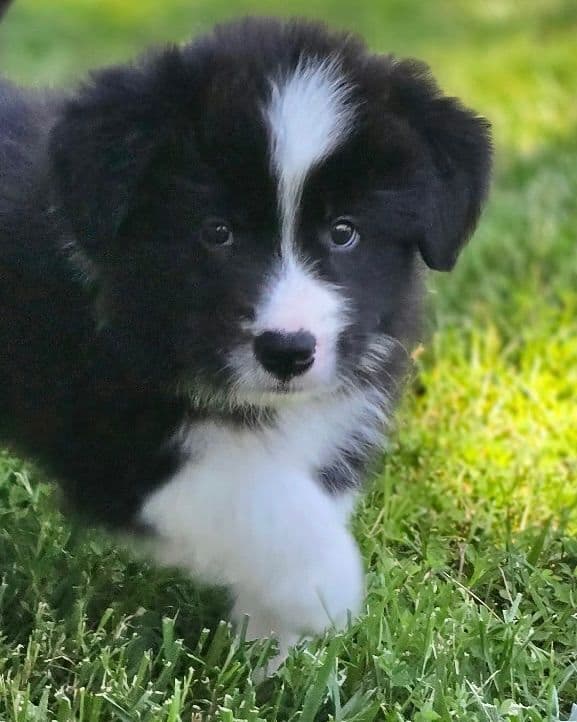 Derby Day Border Collie Puppies media 4