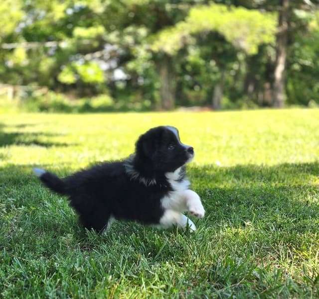 Derby Day Border Collie Puppies media 3