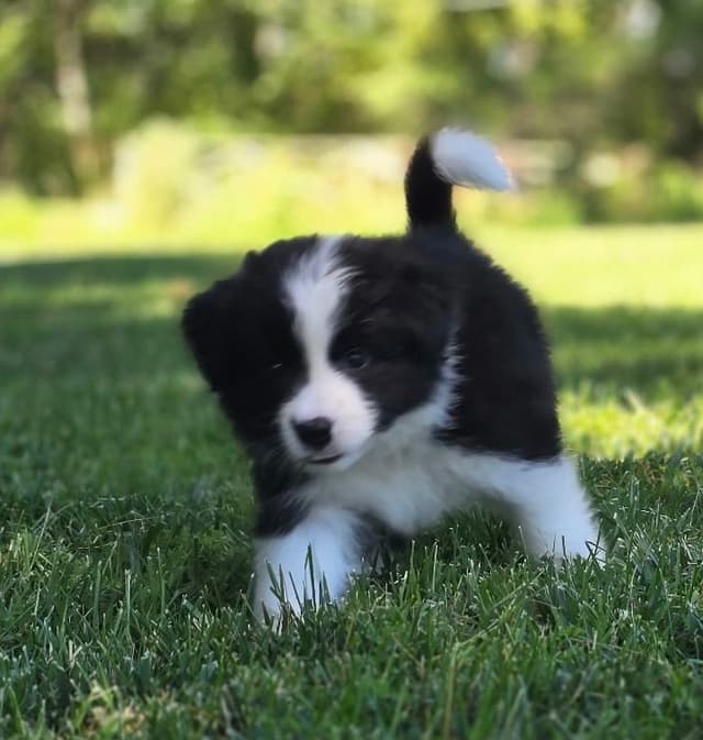 Derby Day Border Collie Puppies media 5