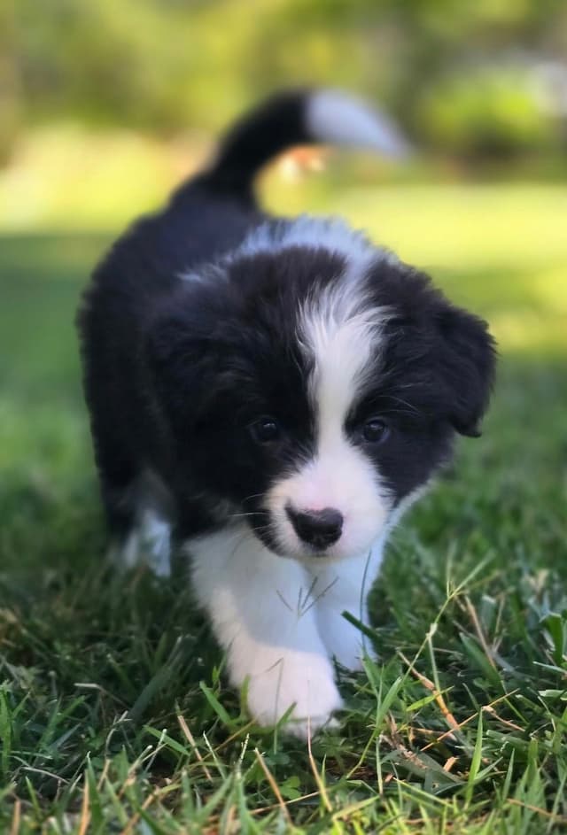 Derby Day Border Collie Puppies media 6