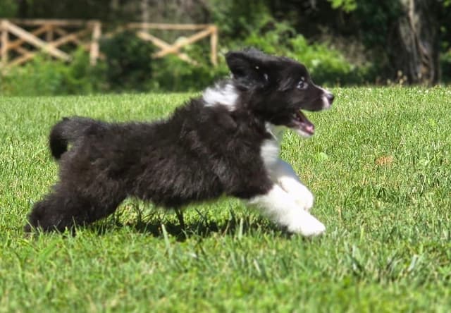 Derby Day Border Collie Puppies media 7