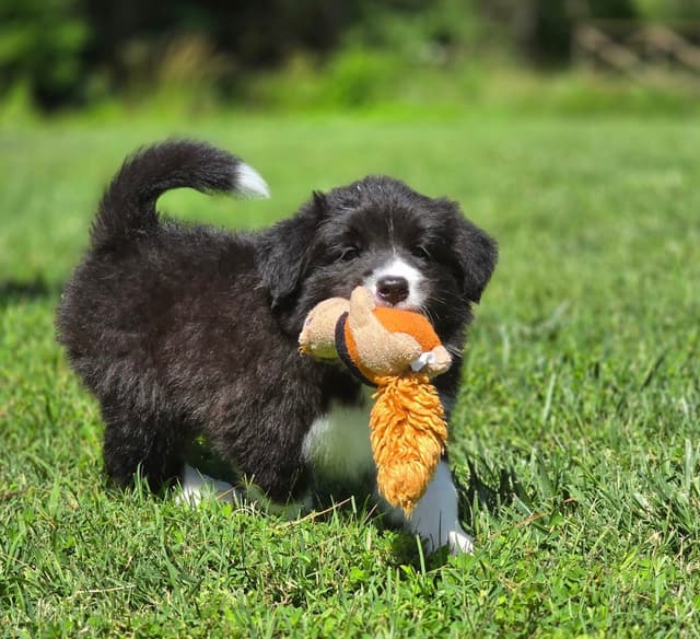 Derby Day Border Collie Puppies media 8