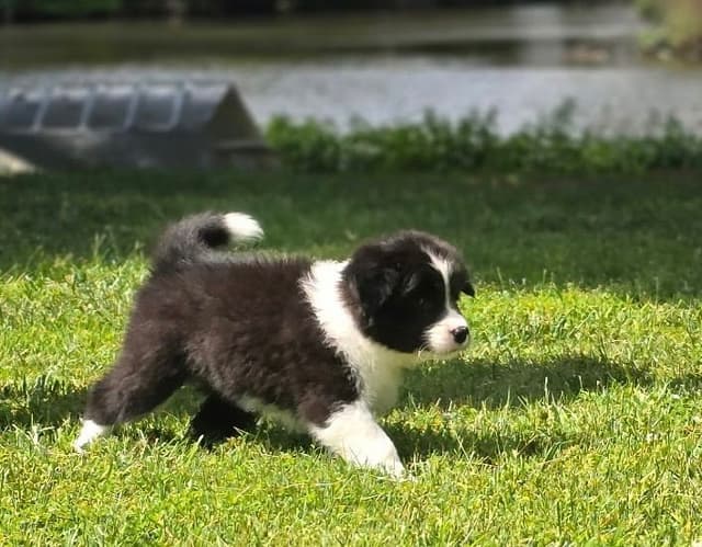 Derby Day Border Collie Puppies media 9