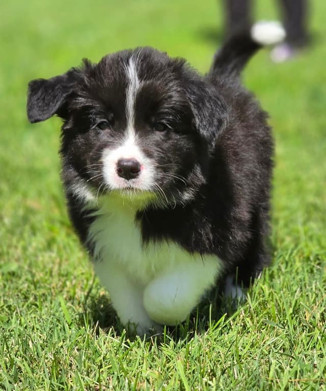 Derby Day Border Collie Puppies media 10