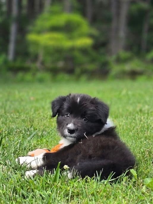 Derby Day Border Collie Puppies media 11