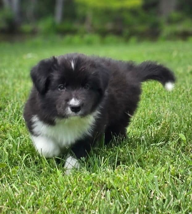 Derby Day Border Collie Puppies media 12