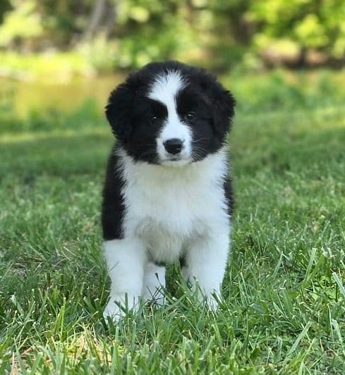 Cedarville Border Collie Puppies media 2