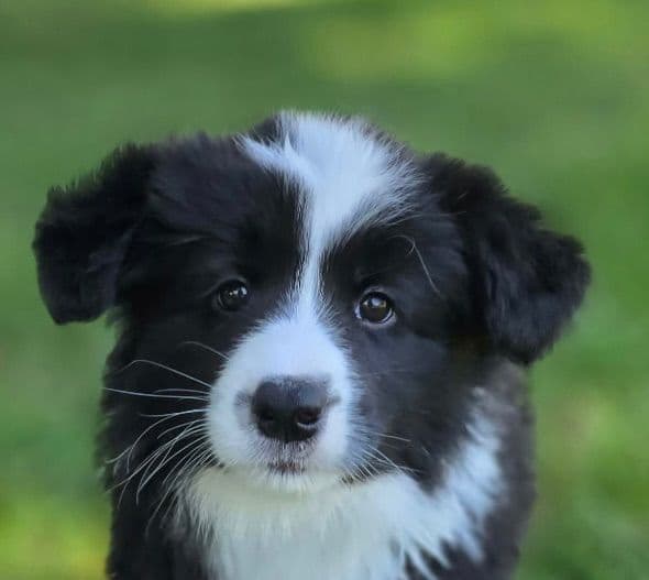 Cedarville Border Collie Puppies media 5