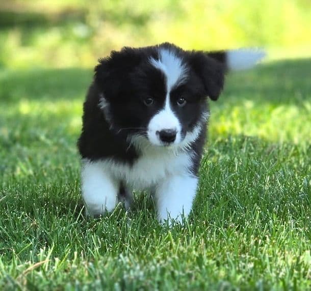 Cedarville Border Collie Puppies media 4