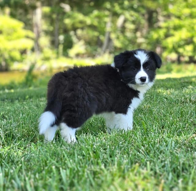 Cedarville Border Collie Puppies media 6
