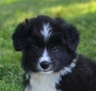 Cedarville Border Collie Puppies media 7