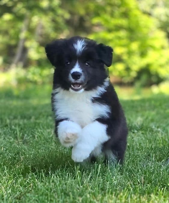 Cedarville Border Collie Puppies media 8