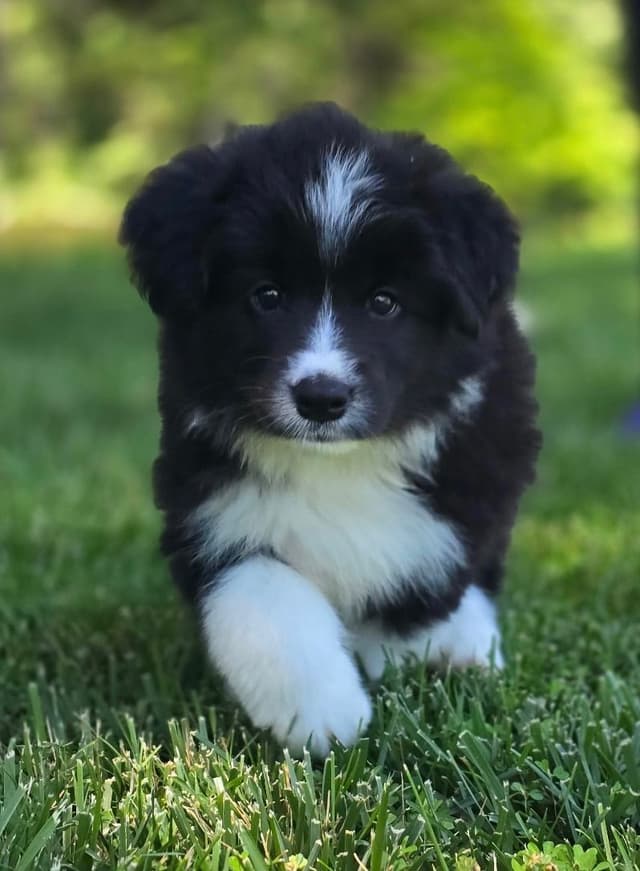 Cedarville Border Collie Puppies media 9