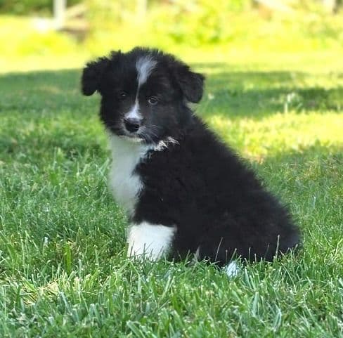 Cedarville Border Collie Puppies media 11
