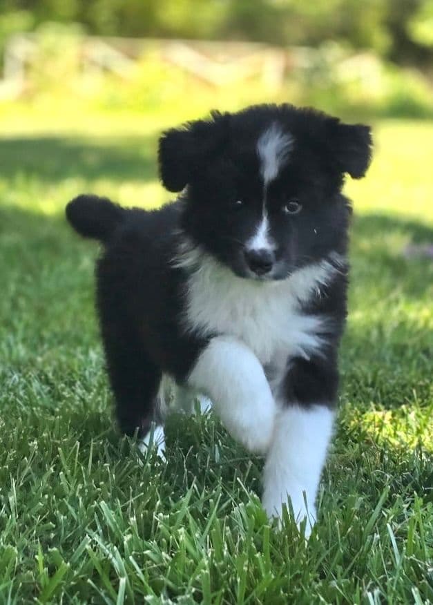 Cedarville Border Collie Puppies media 10
