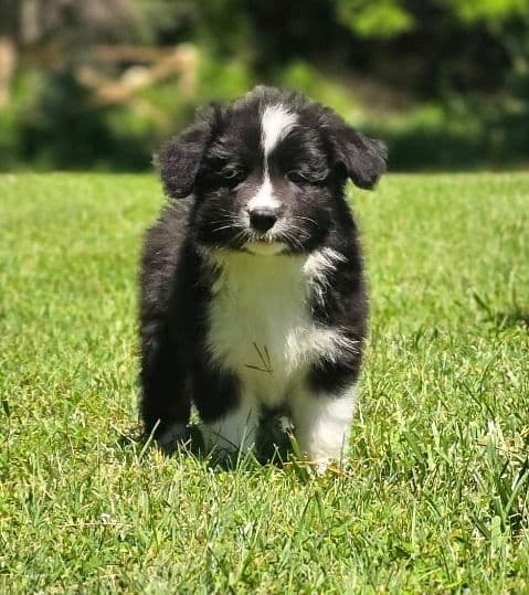 Cedarville Border Collie Puppies media 12