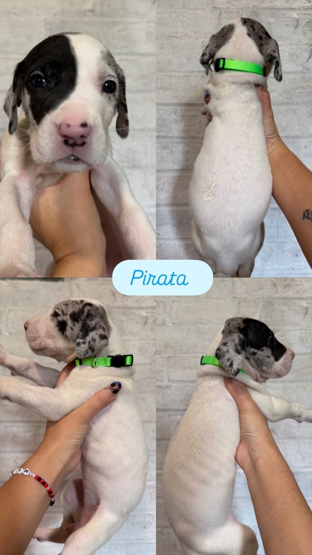 Great Dane Puppies - phone number 2817820316 media 3