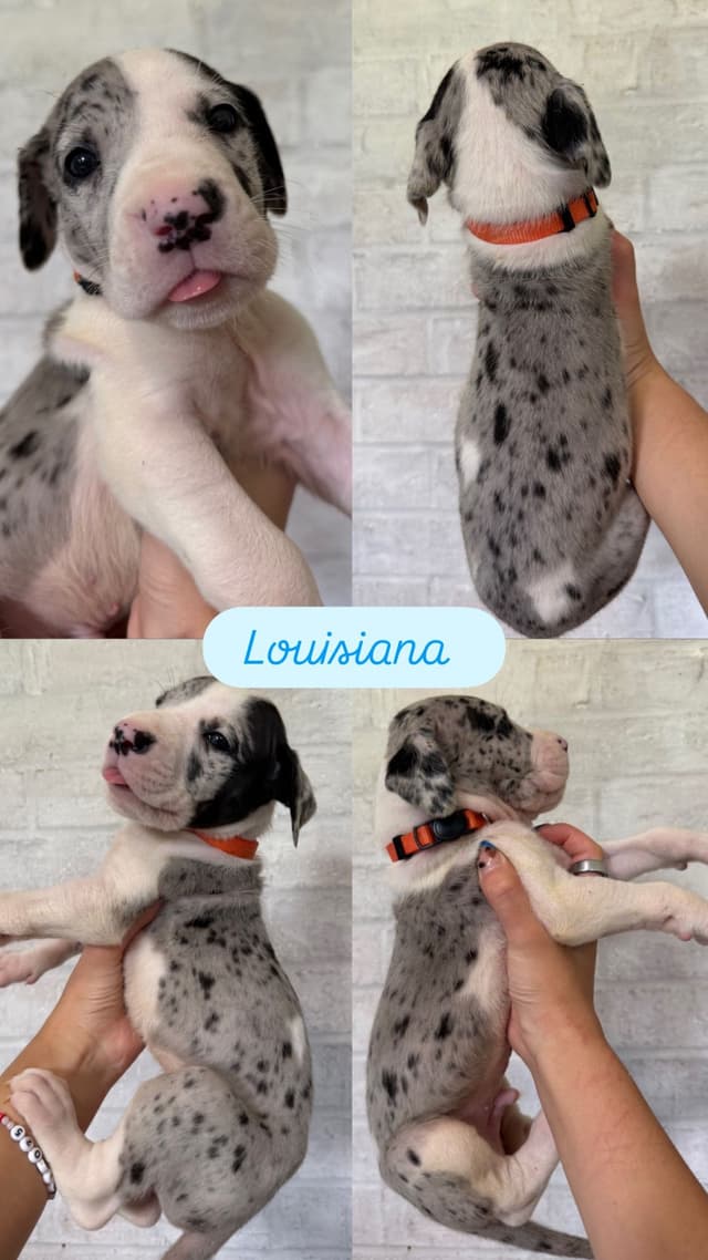 Great Dane Puppies - phone number 2817820316 media 4